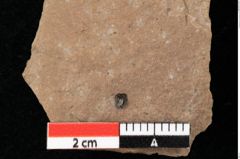 Foto (Detailansicht) von Myrica lignitum Unger (NHMW-GEO-2024-0188-0476)